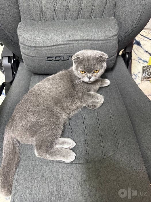 Продаётся Котёнок