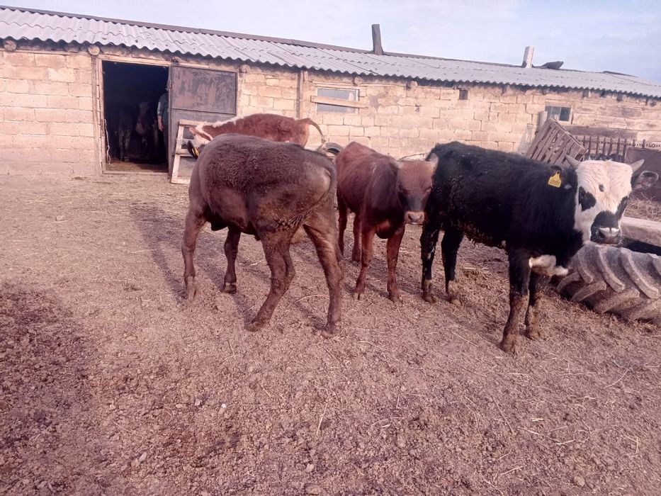 Басқақтар сатылады баспақтар