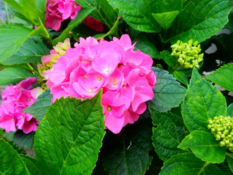 Бяла или розова хортензия