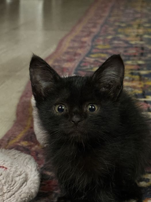 Котенок, мальчик