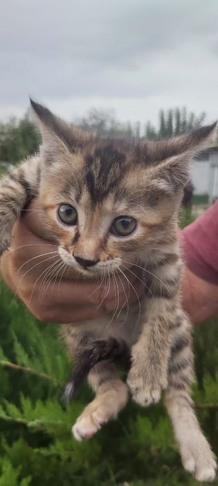 Котята от шотландской кошки