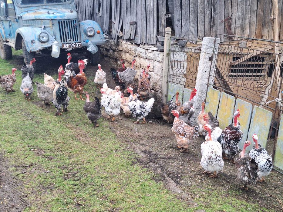 Продавам яйца от кокошки голошийки