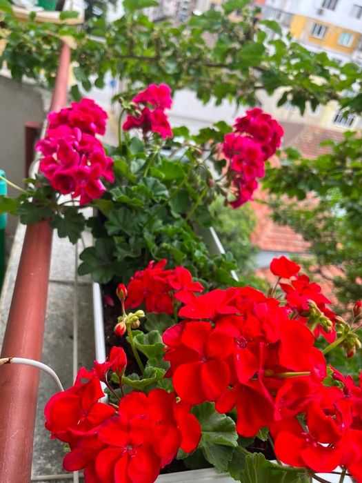 Цветя, красиви мушката и сакъзчета, нацъфтяли, по 4-5 корена в сандъче,