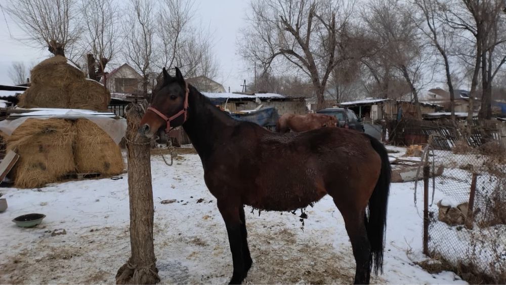 Англиская порода