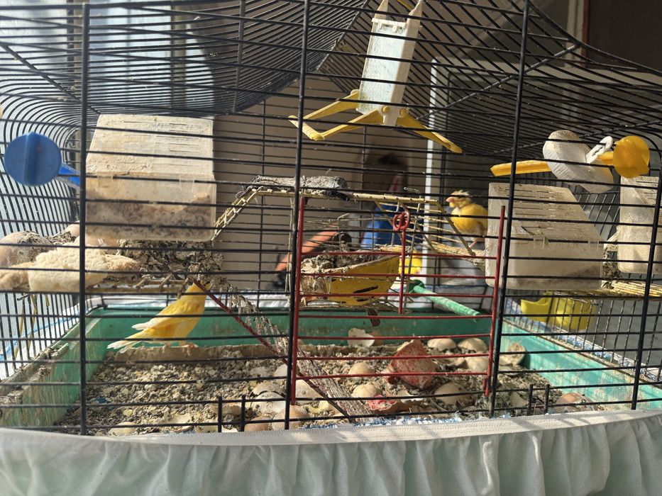 5 двойки канари плюс клетките