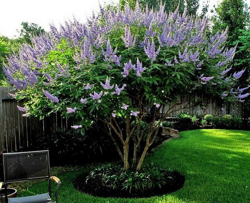 Витекс (Дерево цветущее)