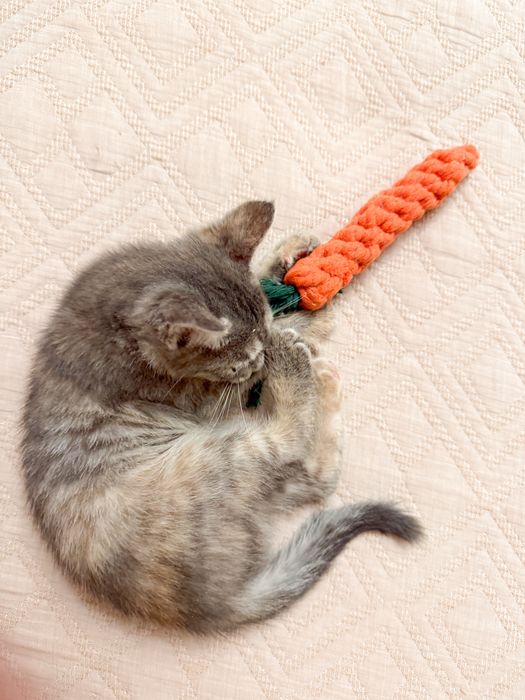 Котенок ищет любящую семью