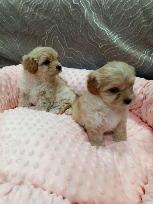 Предлагаю щенков Мальтипу Ф1