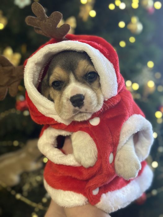 Щенки бигля, питомник, документы