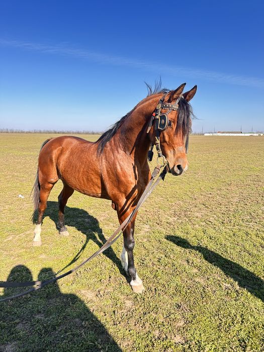 Vand cal pur sange arab