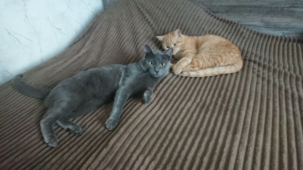 Отдам двух кошек