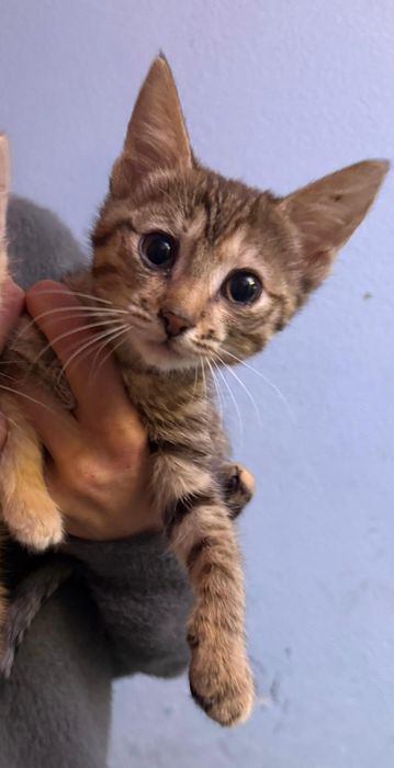 Котята в добрые руки.