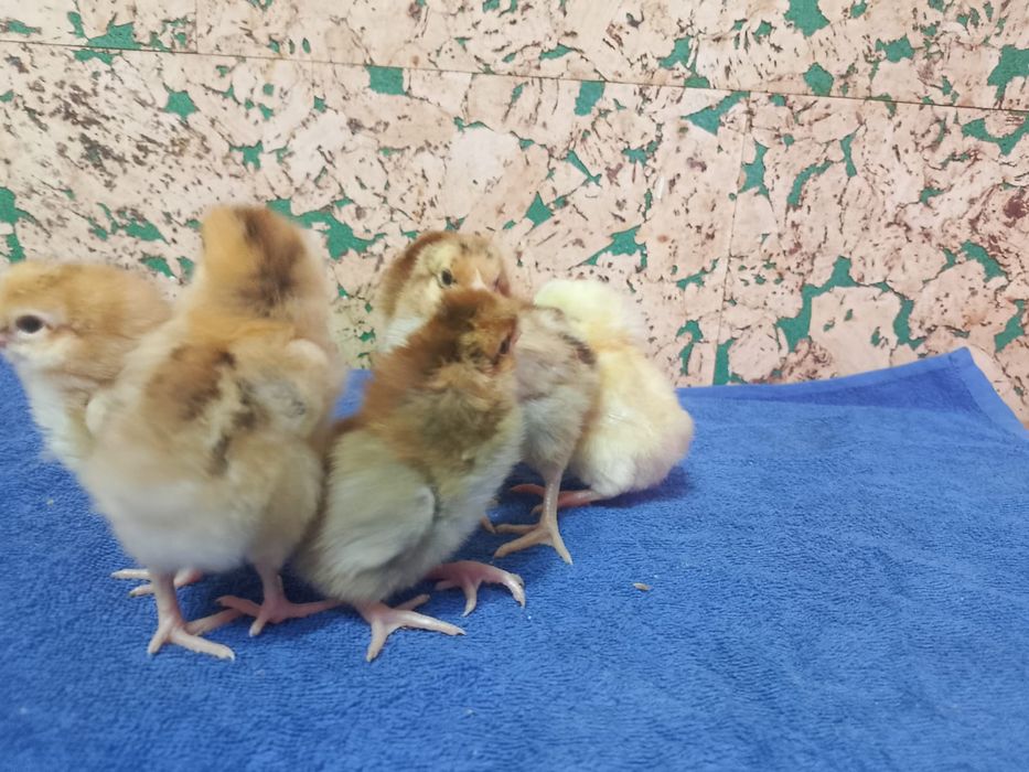 Продам недельных цыплят