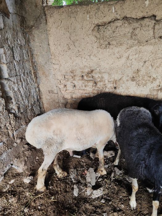 6 yarim milondan kelishiladi