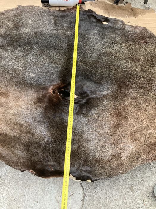 Blana naturala de Castor