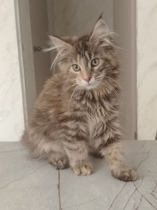 Мейн-кун девочка