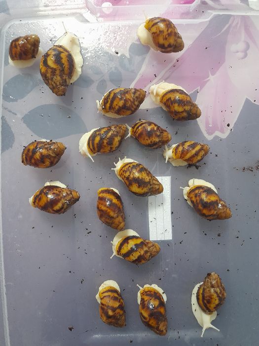 Калции и кокосова почва за охлюви