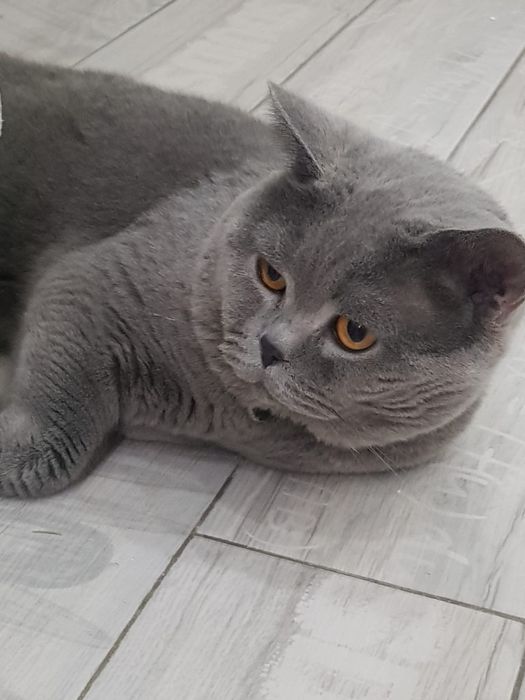 Британские котята