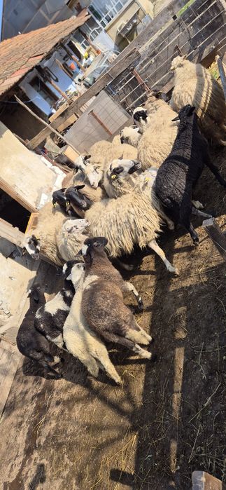 Vând 10 oi cu miei după ele