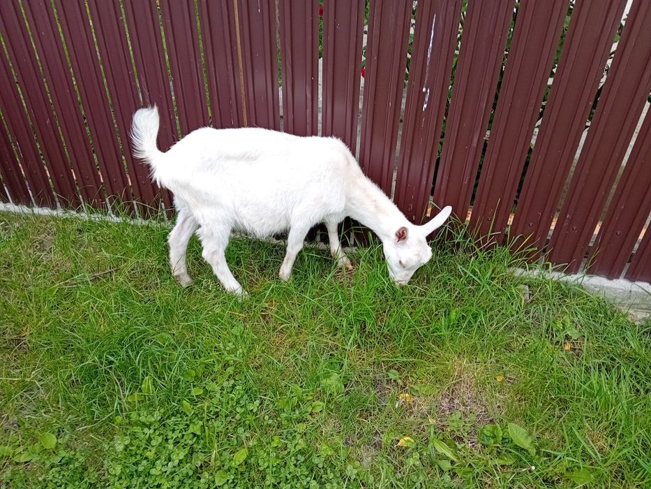 Vand iedute si un ied saanen