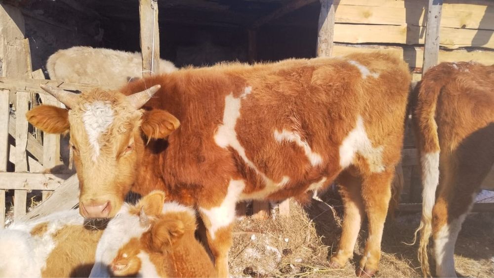 Бука сатылады срочно