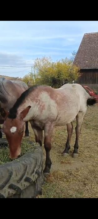 Vând iapă și mânz semigreu