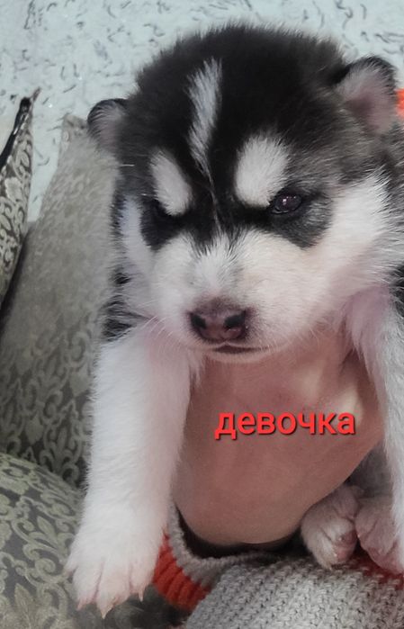Скоро в продаже родившися 14 февраля хаски