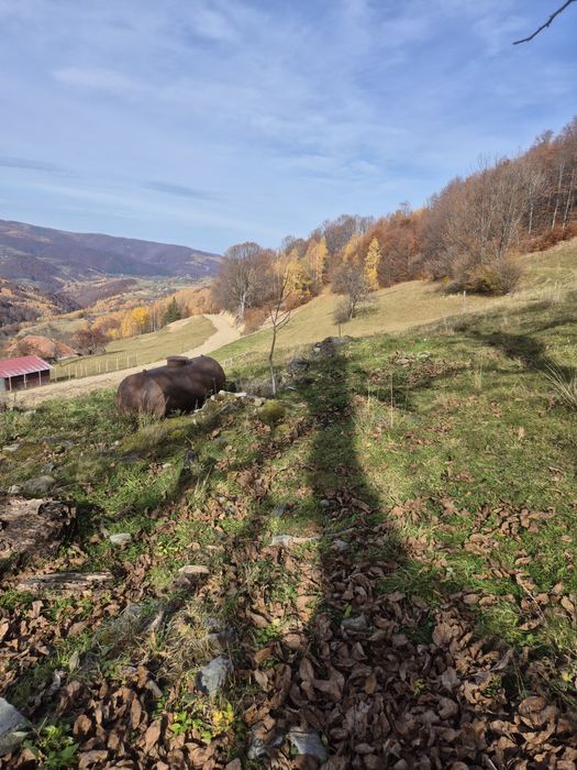 Teren de vanzare 6.5 hectare tranisu Cluj