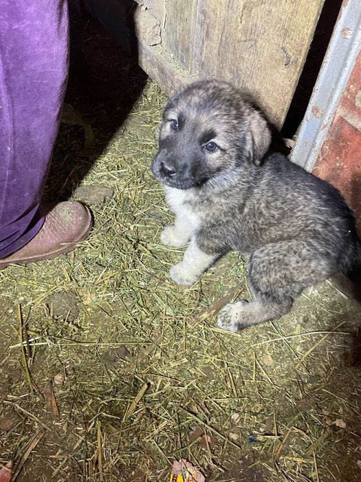 Щенки алабая 1.5 месяца