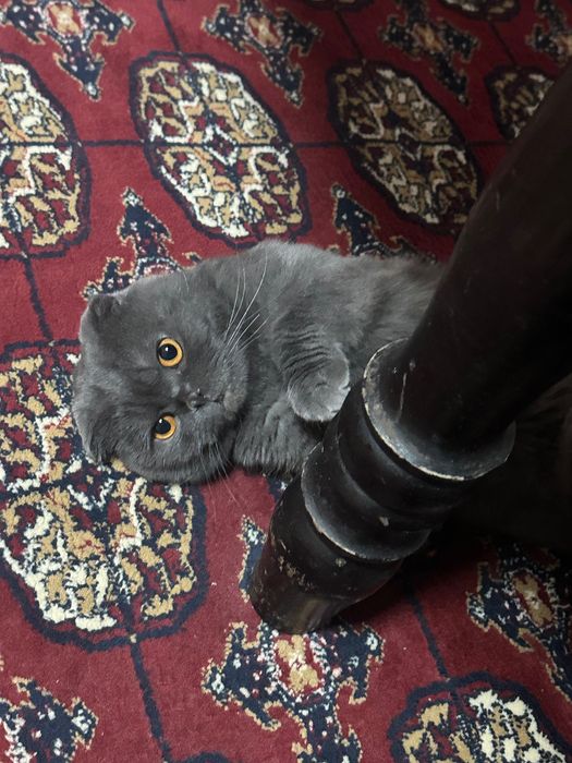 Отдаю кота в хорошие руки.  Вислоухий британец 4 года