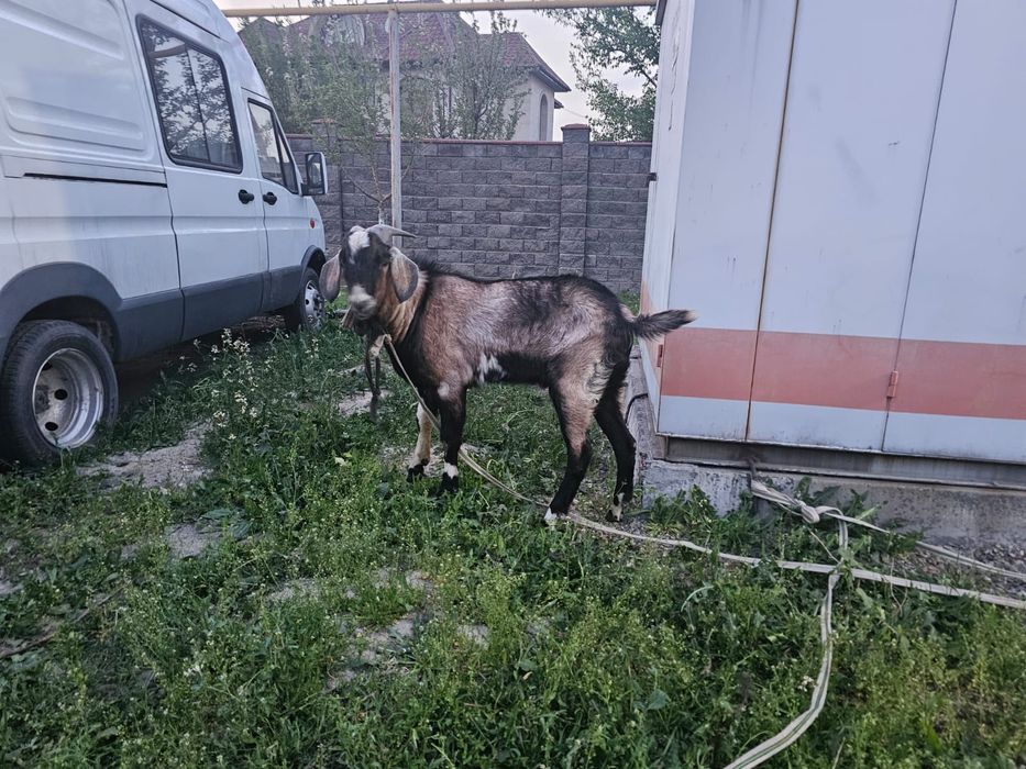 Продам козёл пародный, малодой