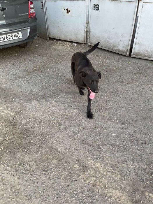 Пристраивается собака в добрые руки ( ТОЛЬКО ОТВЕТСТВЕННЫМ )