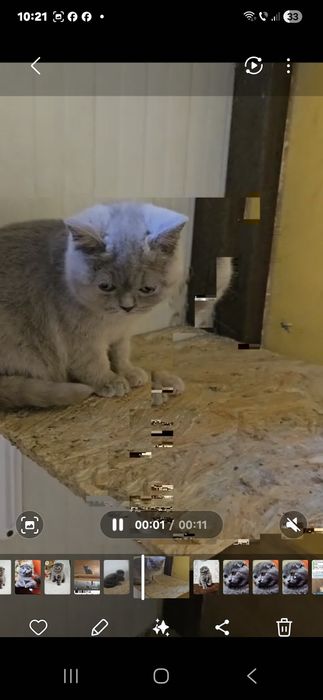 British shorthair blue fata