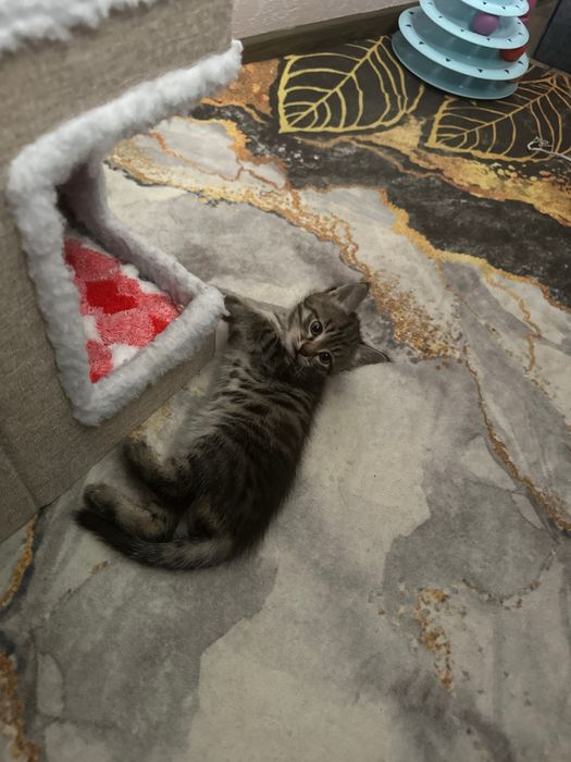 Отдам даром котят .