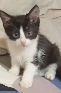 Котенок девочка, в заботливые руки