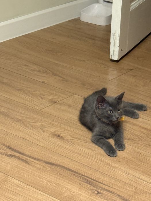 Милый котенок ищет дом