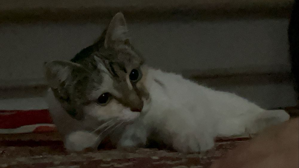 Отдам кошку бесплатно