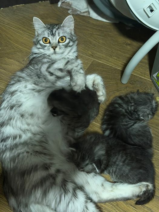Отдам котят в добрые руки