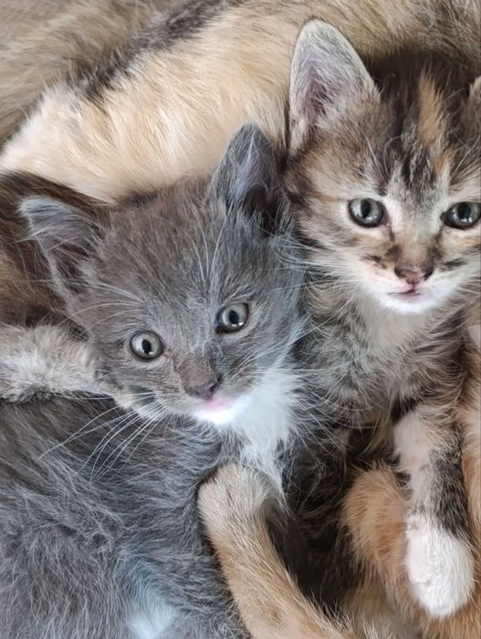 Котята, бесплатно