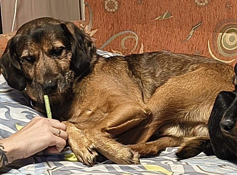 Изгубено куче Айк