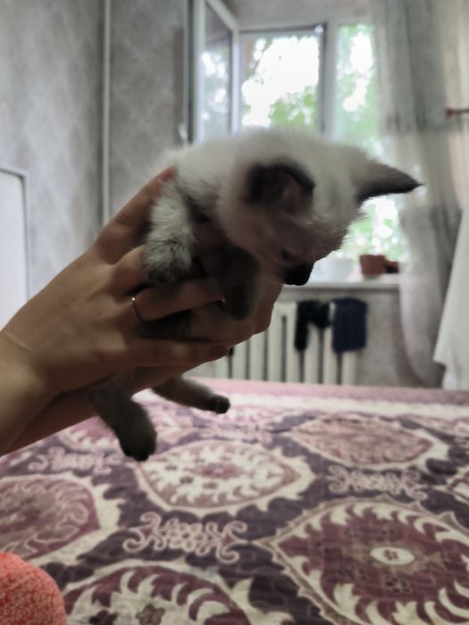 Отдам в хорошие руки
