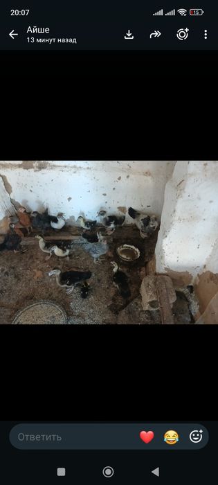 Продам индюков на продажу домашние