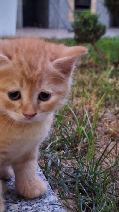 Котята 1,5 месяца продадим в хорошие руки