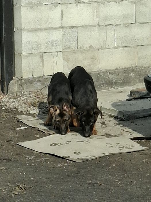 Продам девочку и мальчика