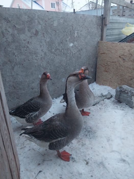 Қаздар 2 ұрғашы 1 еркек