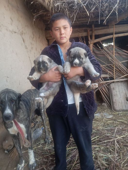 Alabay bolasi sotiladi urgʻoci 1 oylik boʻldi 200$ , keliwamiz,