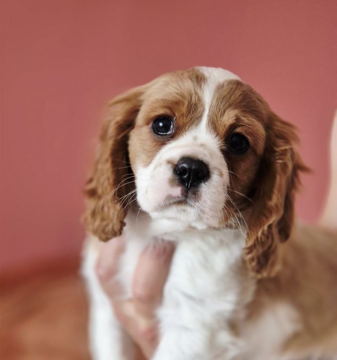 Cavalier king charles spaniel