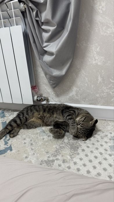 Отдам даром Кота