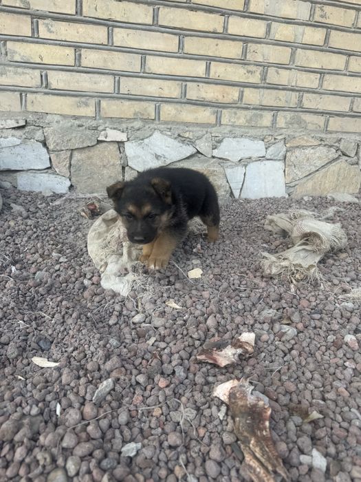 toza qonli nemis afcharkalari