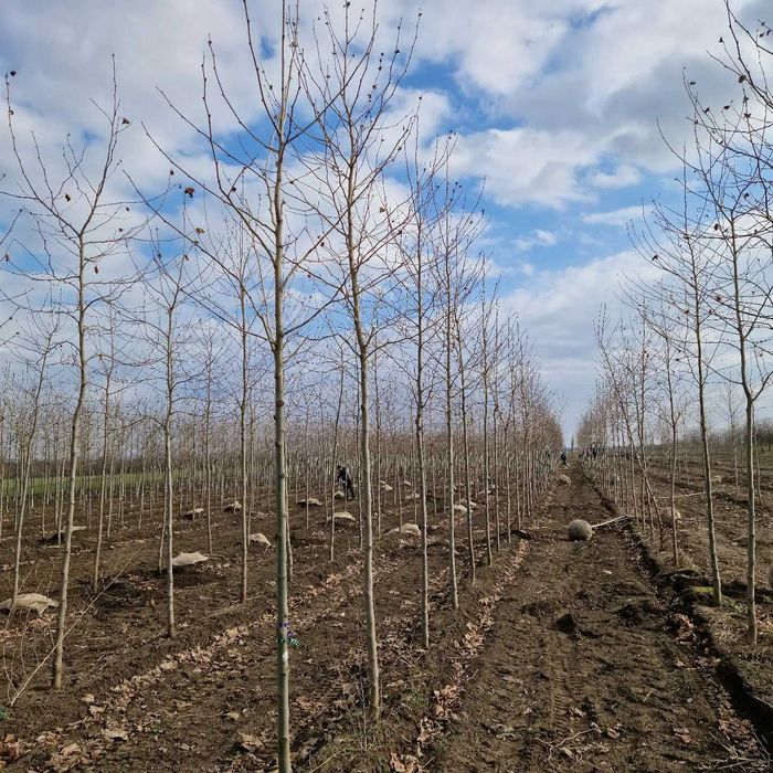 Mesteacăn alb  Tei de floare Arțar Catalpa Globulara